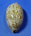 Mauritia scurra scurra