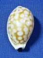 Cribrarula cribraria 