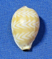 Palmadusta ziczac