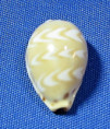 Palmadusta ziczac