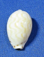 Palmadusta ziczac