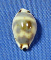 Bistolida ursellus