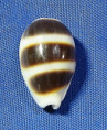 Palmadusta asellus