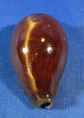 Erronea adusta