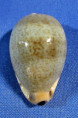 Contradusta xanthodon