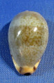 Contradusta xanthodon