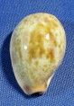 Erronea subviridis