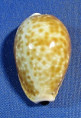 Naria helvola meridionalis