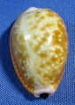 Naria helvola meridionalis