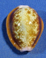 Naria helvola argella