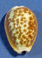 Naria helvola argella
