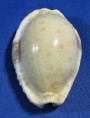 Erronea erosa lactenscens