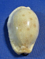 Erronea erosa