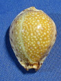 Erosaria lamarckii redimita
