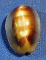Lyncina ventriculus topee