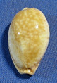 Naria spurca