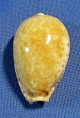 Naria spurca 