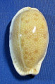 Erronea erosa