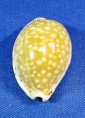 Cribrarula gaskoinii