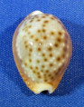 Naria bellatrix