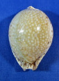 Erosaria lamarckii