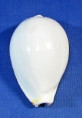 Naria eburnea