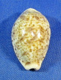 Palmadusta lentiginosa
