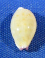 Purpuradusta microdon