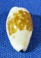 Bistolida goodalli