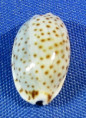 Naria irrorata
