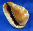 Cypraecassis rufa