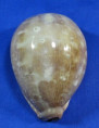 Leporicypraea mappa rosea