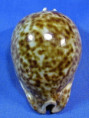 Trona stercoraria