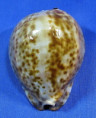 Trona stercoraria 