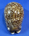 Mauritia arabica immanis