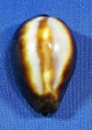 Erronea onyx