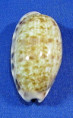 Tastolida teres