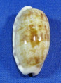Tastolida teres