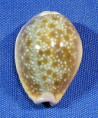 Naria helvola hawaiiensis