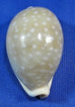 Lyncina camelopardalis