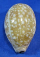 Lyncina nivosa