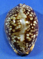 Mauritia maculifera martybealsi