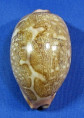 Leporicypraea mappa mappa