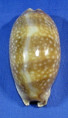 Macrocypraea cervinetta