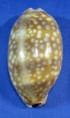 Macrocypraea zebra