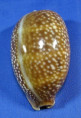 Macrocypraea cervus