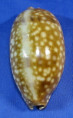 Macrocypraea zebra
