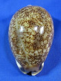 Mauritia arabica asiatica