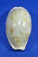 Erronea erosa