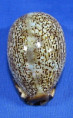 Mauritia eglantina
